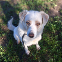 VALENTINO un compagno perfetto da amare