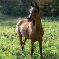 Cavalla Araba