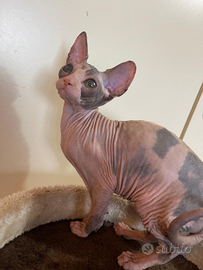 Sphynx rimborso