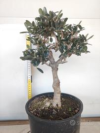 Ulivo prebonsai U31