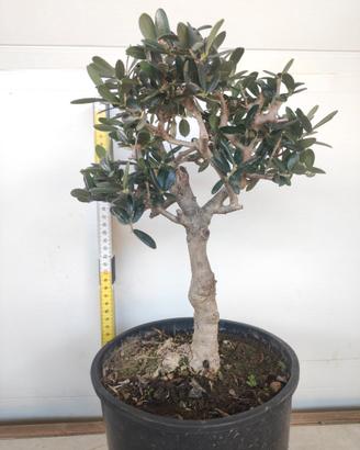 Ulivo prebonsai U31
