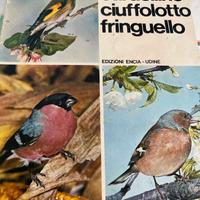 Cardellino Ciuffolotto fringuello