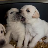 Cucciolo mix maremmano/dogo sardo