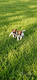 Cuccioli di jack russel