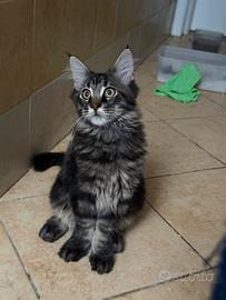 Maine coon