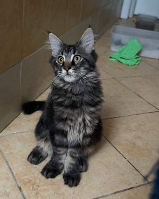 Maine coon
