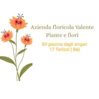  Piante e fiori all'ingrosso.