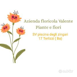  Piante e fiori all'ingrosso.