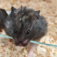 Criceti Dorati (Siriani)