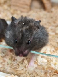 Criceti Dorati (Siriani)