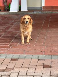 Golden retriever