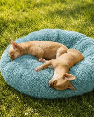 Cuccioli di Chihuahua