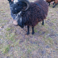 Pecora Montone D'Ouessant