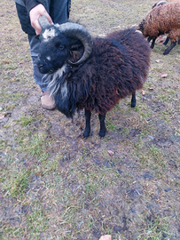 Pecora Montone D'Ouessant