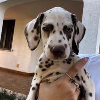 Cuccioli dalmata