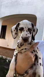 Cuccioli dalmata