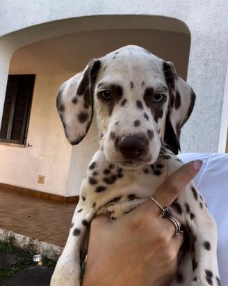 Cuccioli dalmata