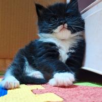 Cuccioli Maine Coon con Pedigree