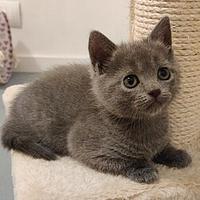 Cucciolo di gatto femmina