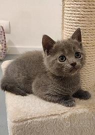 Cucciolo di gatto femmina