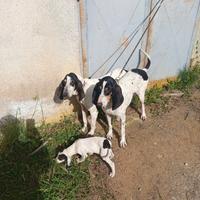 Cuccioli di ariégeois