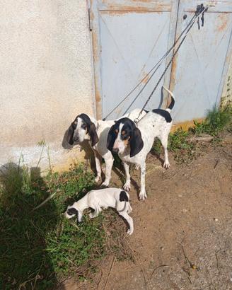 Cuccioli di ariégeois