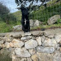 Cuccioli incrocio border collie