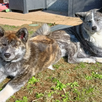 Cucciola Akita inu con pedigree