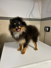 Volpino Pomerania TOY 6mesi Black and Tan cucciola