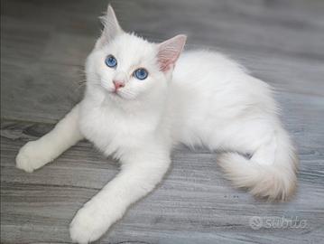 Cucciolo di Ragdoll WhiteAngels Tobi