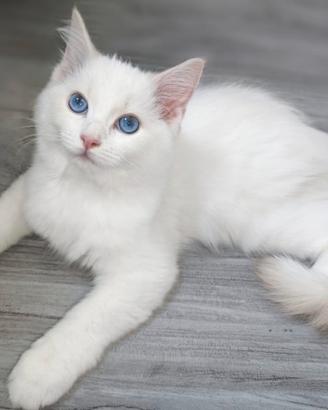 Cucciolo di Ragdoll WhiteAngels Tobi