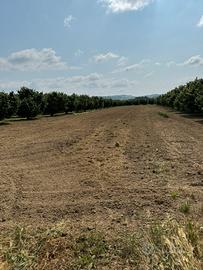 Terreno agricolo per seminativo o per orto