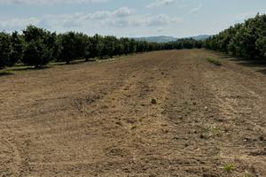 Terreno agricolo per seminativo o per orto