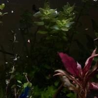 Bacopa Amolexicaulis