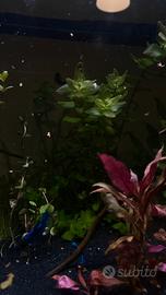 Bacopa Amolexicaulis