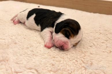 Cuccioli di tipo basset hound 650