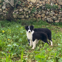 Border Collie