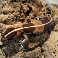 Geco coda grassa africano