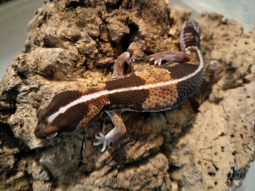 Geco coda grassa africano