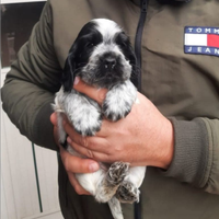 Cocker spaniel inglese