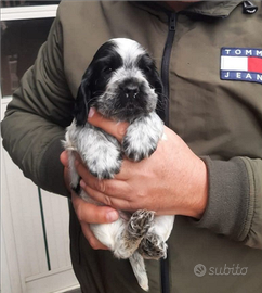 Cocker spaniel inglese