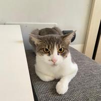 Gatto come foto