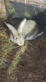 Coniglietti ,femmine gravide ,maschi