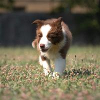 Cuccioli Border Collie