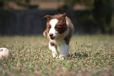 Cuccioli Border Collie
