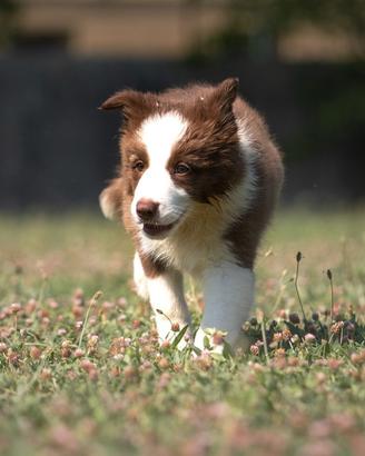 Cuccioli Border Collie