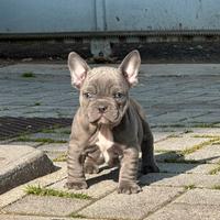 Bulldog francese