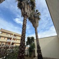 Palme Washingtonia