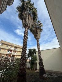 Palme Washingtonia