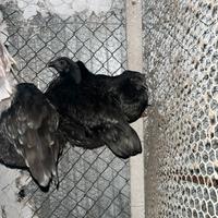 Ayam cemani